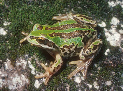 The alpine form of Verreaux's Tree Frog (Litoria verreauxi alpina) Copyright Wildlife Profiles. Photograph by Peter Robertson.