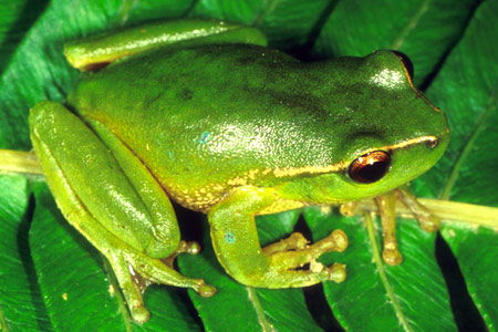 [http://frogs.org.au/img/450/0503-JB-frog-Litoria_phyllochroa-RossRiver.jpg]