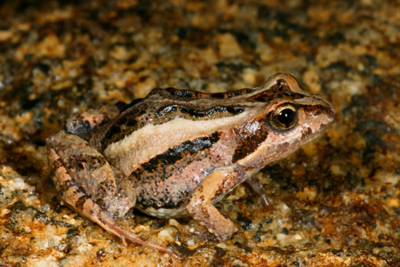 Frogs Org Au Image Viewer