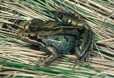 Striped Marsh Frog (Limnodynastes peroni) Copyright Wildlife Profiles. Photograph by Peter Robertson.