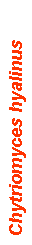 Text Box: Chytriomyces hyalinus