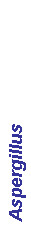 Text Box: Aspergillus