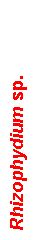 Text Box: Rhizophydium sp.