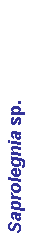 Text Box: Saprolegnia sp.