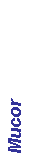 Text Box: Mucor