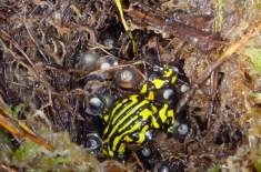 A Corroboree frog about to disappear under a clutch of eggs