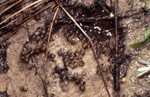 Eggs of Crinia georgiana. Copyright Amphibian Research Centre. Photograph by Gerry Marantelli.