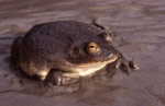 Water-holding Frog (Cyclorana platycephala) Copyright Amphibian Research Centre. Photograph by Gerry Marantelli.