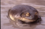 Water-holding Frog (Cyclorana platycephala) Copyright Amphibian Research Centre. Photograph by Gerry Marantelli.
