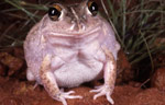 Wailing Frog (Cyclorana vagita) Copyright Brad Maryan. Photograph by Brad Maryan.