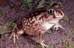 Moaning Frog (Heleioporus eyrei) Copyright Brad Maryan. Photograph by Brad Maryan.