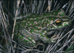 Spotted-thighed Frog (Litoria cyclorhyncha) Copyright David Hunter. Photograph by David Hunter.