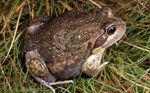 Limnodynastes dumerili fryi photographed near Thredbo, NSW. Copyright David Hunter. Photograph by David Hunter.