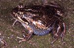 The subspecies Limnodynastes dumerili insularis is found in Tasmania and south-eastern Victoria. Copyright Julian Bentley. Photograph by Julian Bentley.