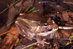 Litoria ewingi in amplexus photographed near Healesville in Victoria. Copyright Julian Bentley. Photograph by Julian Bentley.