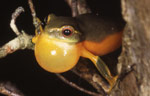 A Dainty Tree Frog with expanded vocal sac. Copyright Julian Bentley. Photograph by Julian Bentley.