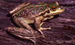 Motorbike Frog (Litoria moorei) Copyright Julian Bentley. Photograph by Julian Bentley.