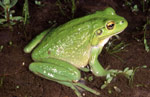 Litoria moorei specimen from Witchcliffe in Western Australia. Copyright Brad Maryan. Photograph by Brad Maryan.