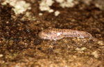 A tadpole of Litoria nannotis is adapted for living in fast-flowing streams. Copyright Julian Bentley. Photograph by Julian Bentley.