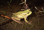 Hybridised Litoria raniformis Copyright Graeme Gillespie. Photograph by Graeme Gillespie.