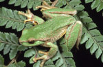 Spotted Tree Frog (Litoria spenceri) Copyright David Hunter. Photograph by David Hunter.