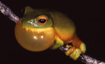 Orange-thighed Tree Frog (Litoria xanthomera) Copyright Julian Bentley. Photograph by Julian Bentley.