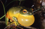 The Orange-thighed Tree Frog (Litoria xanthomera) closely resembles the Red-eyed Tree Frog (Litoria chloris) but their distributions are distinct. Copyright Julian Bentley. Photograph by Julian Bentley.