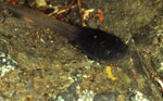 Mixophyes balbus tadpole from Barrington Tops National Park in New South Wales. Copyright Julian Bentley. Photograph by Julian Bentley.