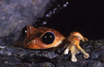 Day's Frog (Nyctimystes dayi) Copyright David Hunter. Photograph by David Hunter.