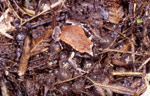 Pseudophryne coriacea perched atop a clutch of eggs. Copyright Amphibian Research Centre. Photograph by Gerry Marantelli.