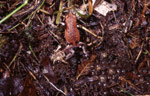 A male Pseudophryne coriacea guards the small clutch of eggs that has been laid in a depression. Copyright Amphibian Research Centre. Photograph by Gerry Marantelli.