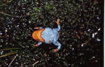 The colourful underside of the Sunset Frog. Copyright Amphibian Research Centre. Photograph by Gerry Marantelli.