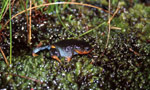 A Sunset Frog crawls over the damp moss that constitutes its preferred habitat. Copyright Amphibian Research Centre. Photograph by Gerry Marantelli.