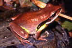 Green-thighed Frog (Litoria brevipalmata) Copyright Amphibian Research Centre. Photograph by Gerry Marantelli.