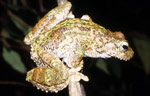 New Guinea Tree Frog (Litoria genimaculata) Copyright Amphibian Research Centre. Photograph by Gerry Marantelli.