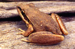 Broad-palmed Frog (Litoria latopalmata) Copyright Amphibian Research Centre. Photograph by Gerry Marantelli.