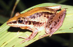 Rocket Frog (Litoria nasuta) Copyright Amphibian Research Centre. Photograph by Gerry Marantelli.