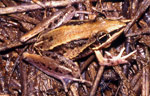 Rocket Frog (Litoria nasuta) from Townsville, Queensland. Copyright Amphibian Research Centre. Photograph by Gerry Marantelli.