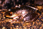 Creek Frog (Litoria rheocola) Copyright Amphibian Research Centre. Photograph by Gerry Marantelli.