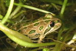 Spotted Marsh Frog (Limnodynastes tasmaniensis) Copyright Amphibian Research Centre.
