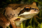 Verreaux's Tree Frog (Litoria verreauxi) Copyright Amphibian Research Centre.