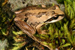 Verreaux's Tree Frog (Litoria verreauxi) Copyright Amphibian Research Centre.