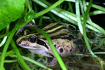Peron's Tree Frog (Limnodynastes peroni) Copyright Amphibian Research Centre.