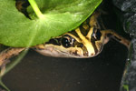 Peron's Tree Frog (Limnodynastes peroni) Copyright Amphibian Research Centre.