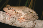 Peron's Tree Frog (Litoria peroni) Copyright Amphibian Research Centre.