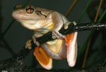 Peron's Tree Frog (Litoria peroni) Copyright Amphibian Research Centre.