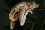 Peron's Tree Frog (Litoria peroni) Copyright Amphibian Research Centre.
