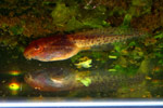 Mixophyes fasciolatus tadpole. Copyright Amphibian Research Centre.