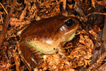 Great Barred Frog (Mixophyes fasciolatus) Copyright Amphibian Research Centre.