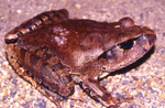 Northern Barred Frog (Mixophyes schevilli) Copyright Amphibian Research Centre. Photograph by Gerry Marantelli.
